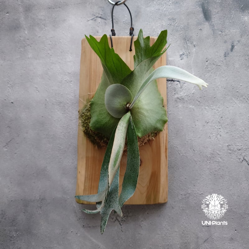 Platycerium willinckii 'W.A.Manda ビカクシダ ウィリンキー