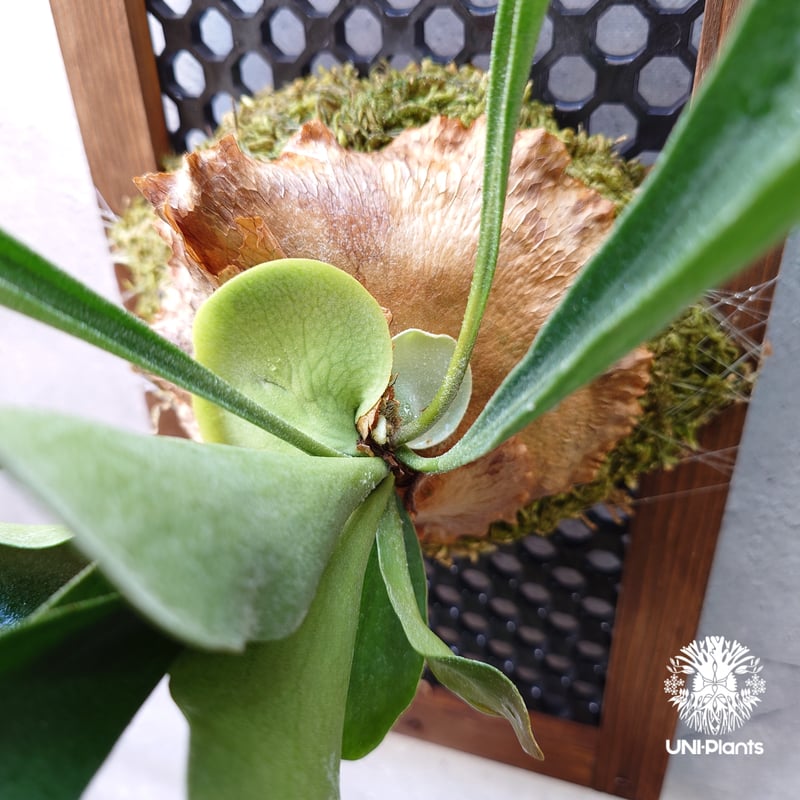 ビカクシダ アルシコルネ Platycerium alcicorne ビカクシダ原種