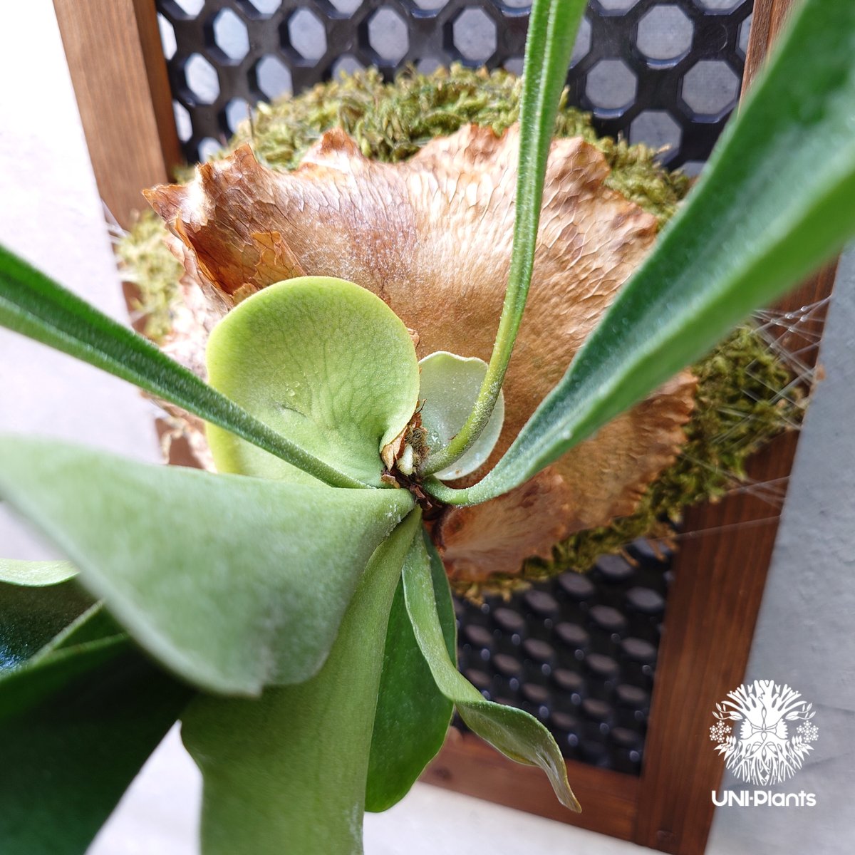 ビカクシダ アルシコルネ Platycerium alcicorne ビカクシダ原種 シダ植