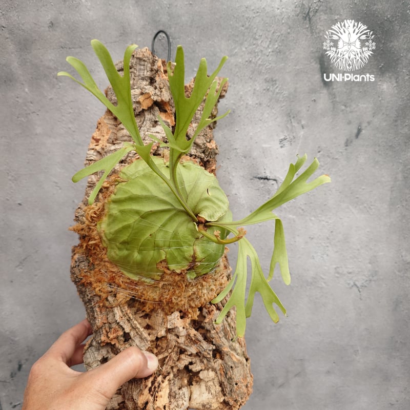 Platycerium ridleyi Pakarang ビカクシダ リドレイ パカラン
