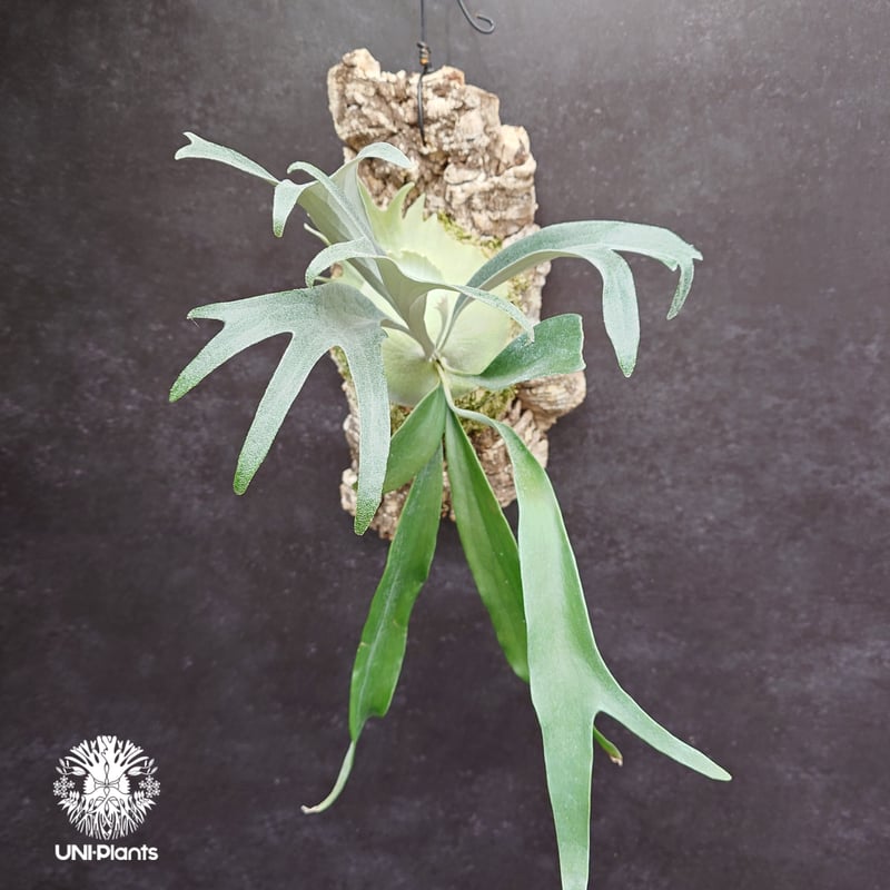 Platycerium Rydeen ビカクシダ ライディーン ビカクシダ Platyceri