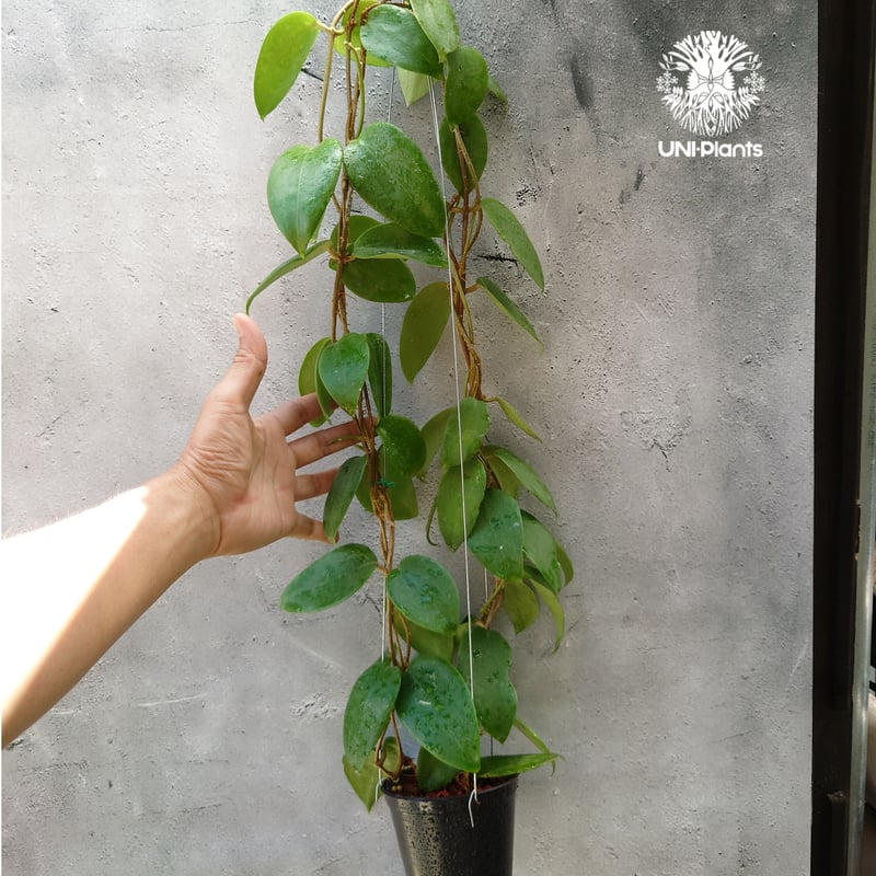 ホヤ アルドリッチ Hoya aldrichii ホヤ植物 サクララン Hoyaplants