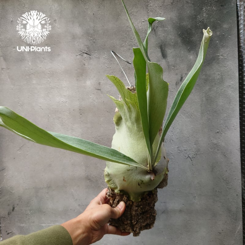 ビカクシダ ビフルカツム Platycerium bifurcatum コウモリラン