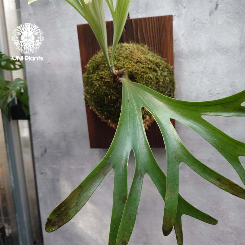 Platycerium alcicorne var.Madagascar ビカクシダ アルシコ