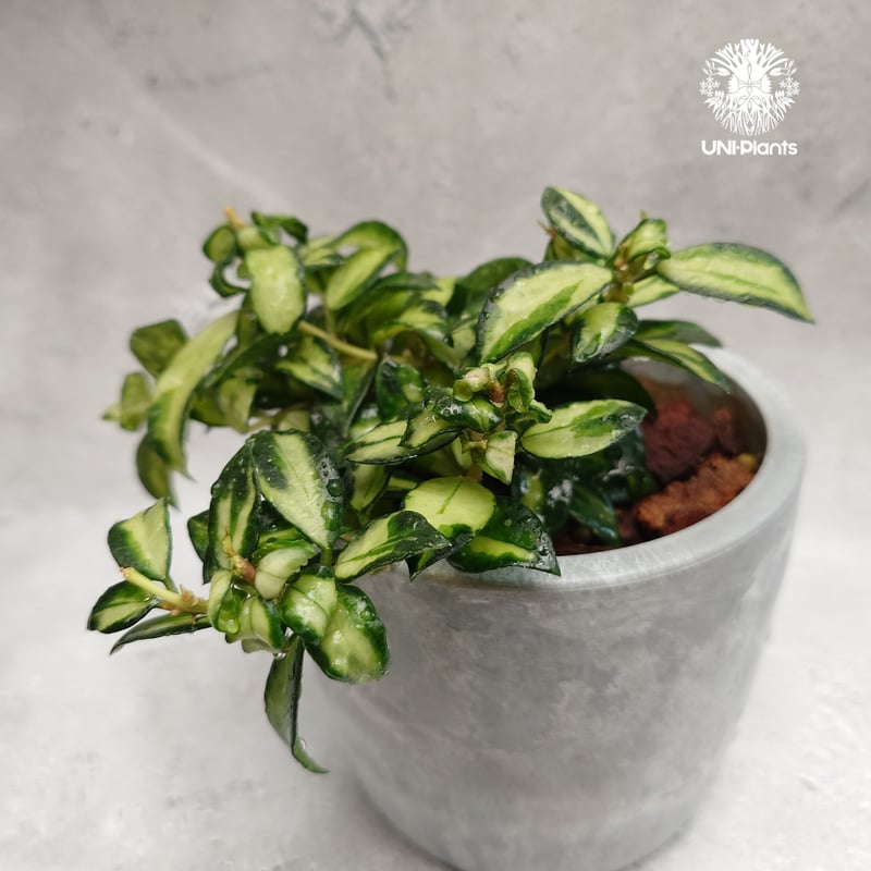 Hoya Lacunosa Bruno ホヤ ラクノーサ ブルーノ 斑入り ホヤ植物 ホヤ