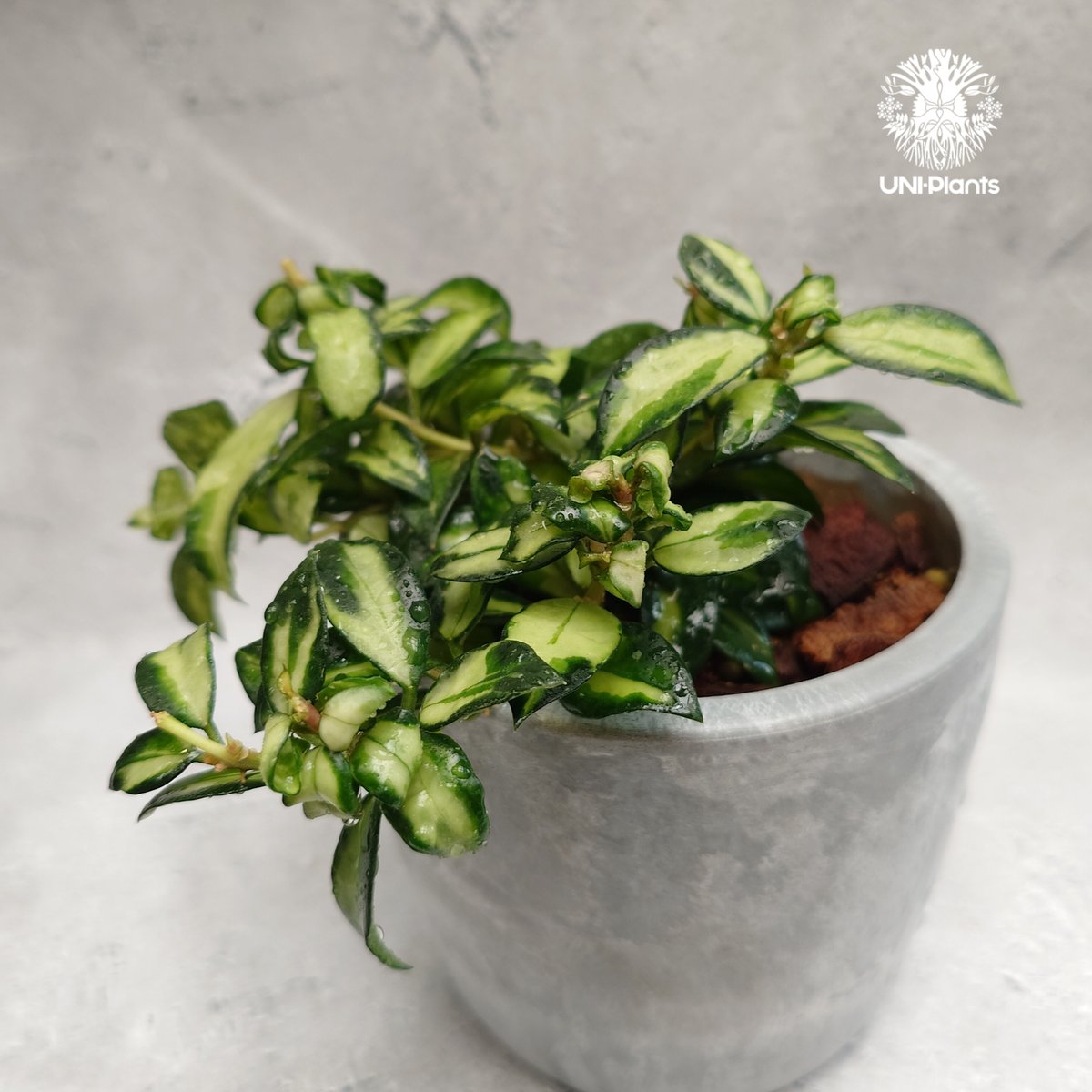 Hoya Lacunosa Bruno ホヤ ラクノーサ ブルーノ 斑入り ホヤ植物 ホヤ
