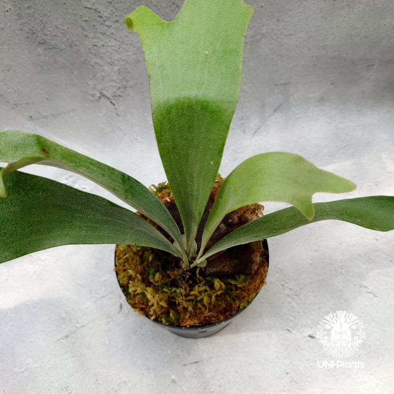 Platycerium Summer Breeze (P.Lemoinei x P.Bicor
