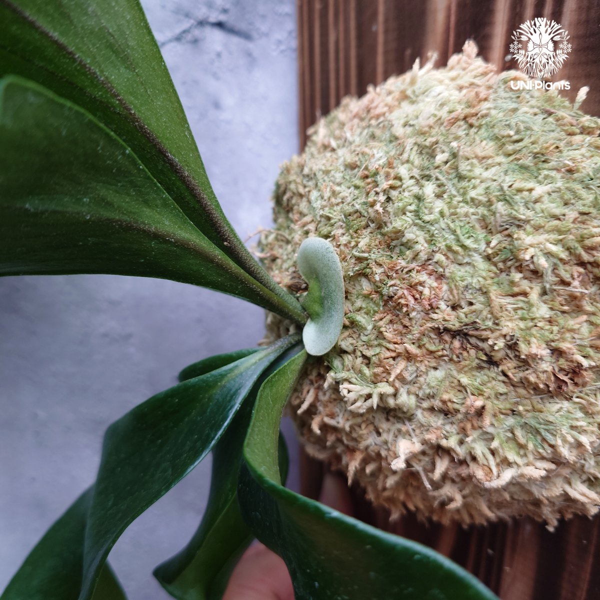 Platycerium hillii 'TT1' ビカクシダ ヒリー Platycerium