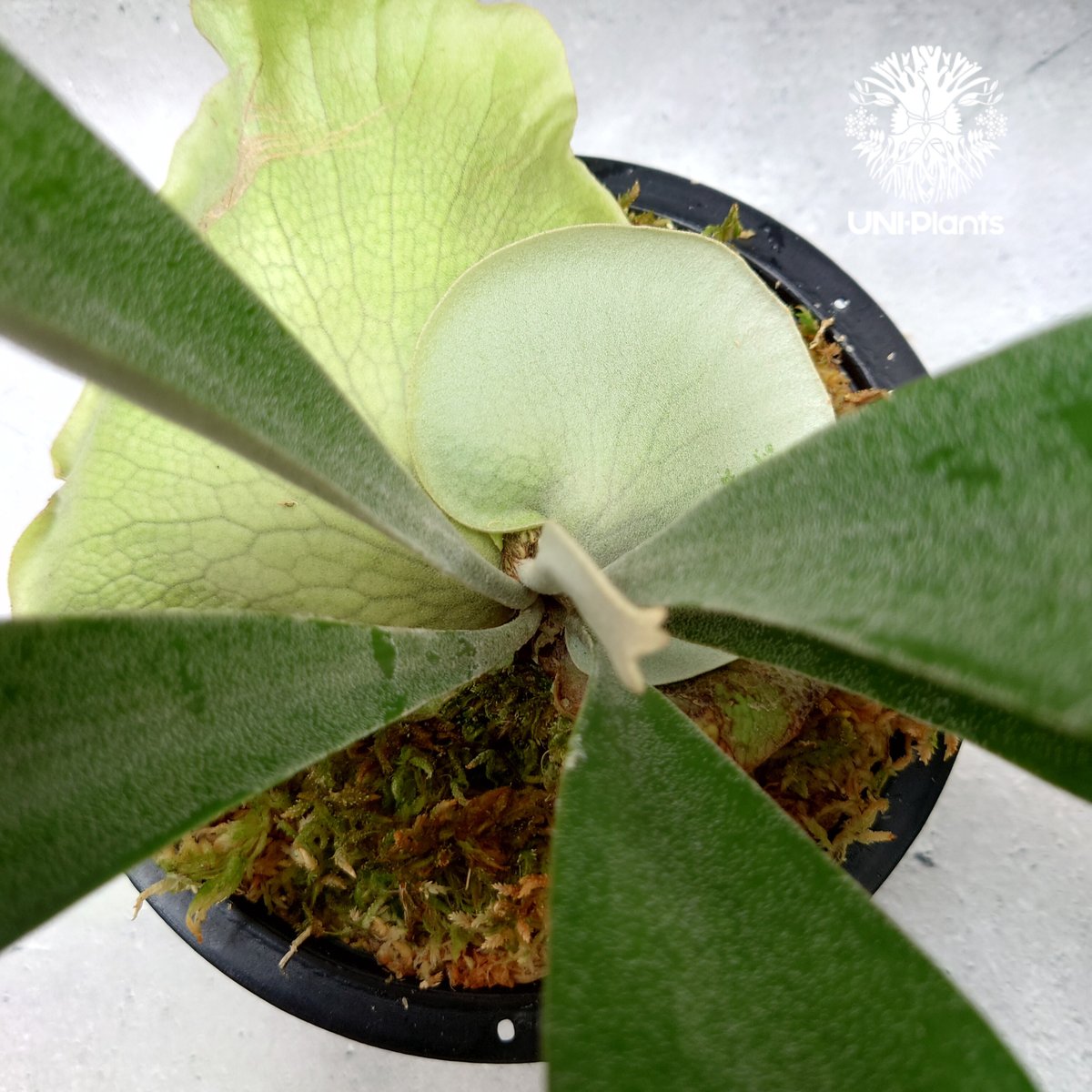 Platycerium Hanabi ビカクシダ コウモリラン platycerium sta