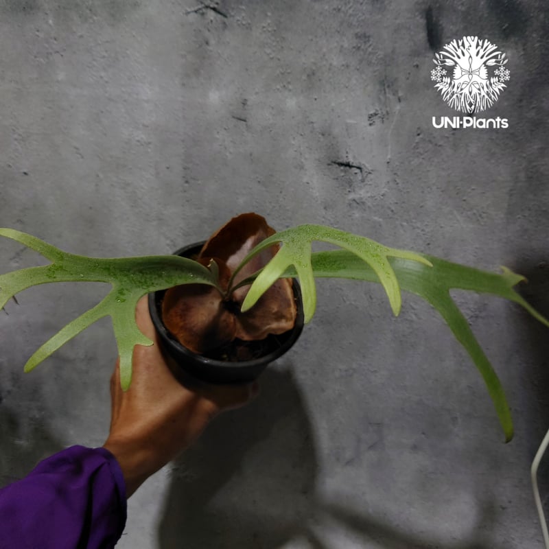 Platycerium Jib Jib (pup)(P. willinckii x P. b