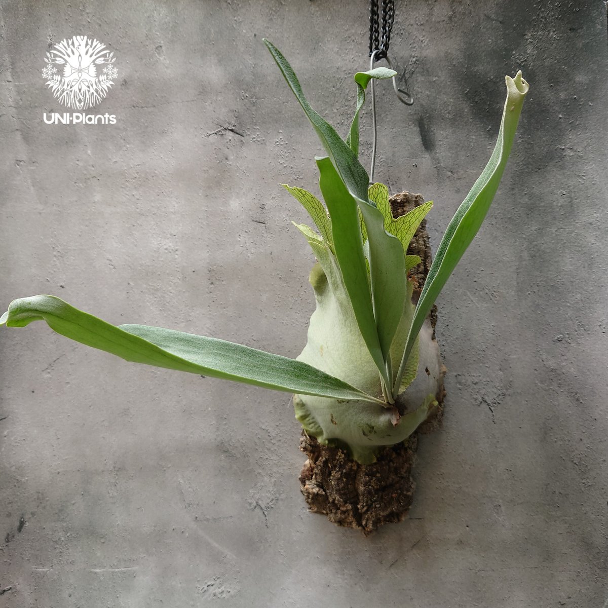 ビカクシダ ビフルカツム Platycerium bifurcatum コウモリラン