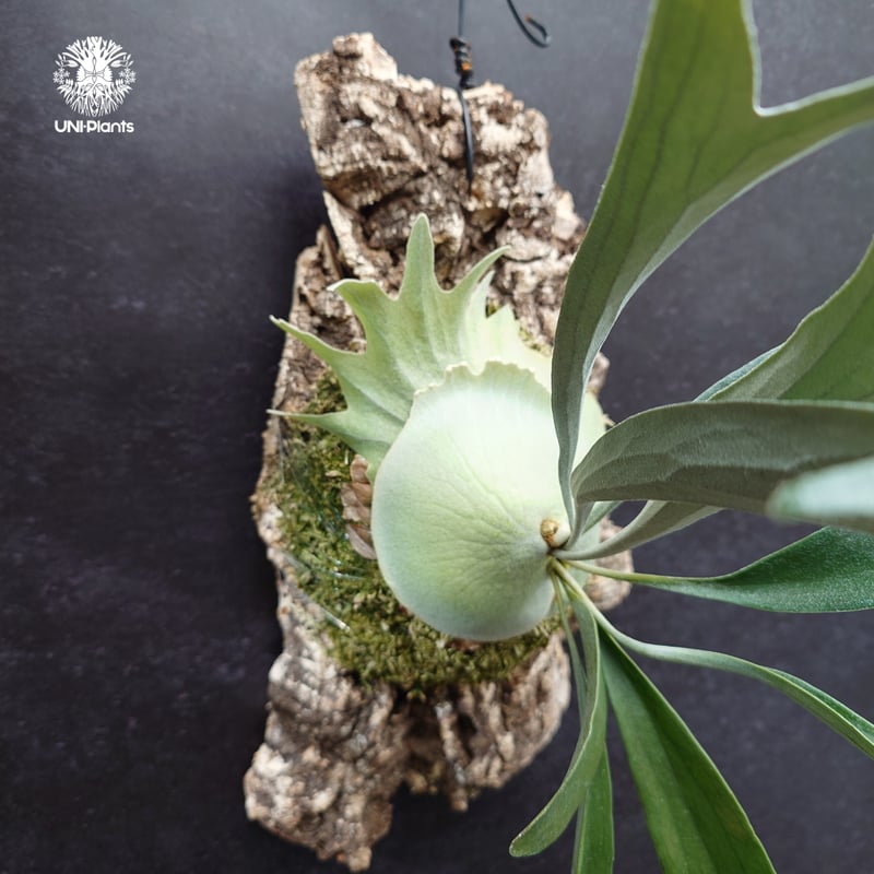 Platycerium Rydeen ビカクシダ ライディーン ビカクシダ Platyceri