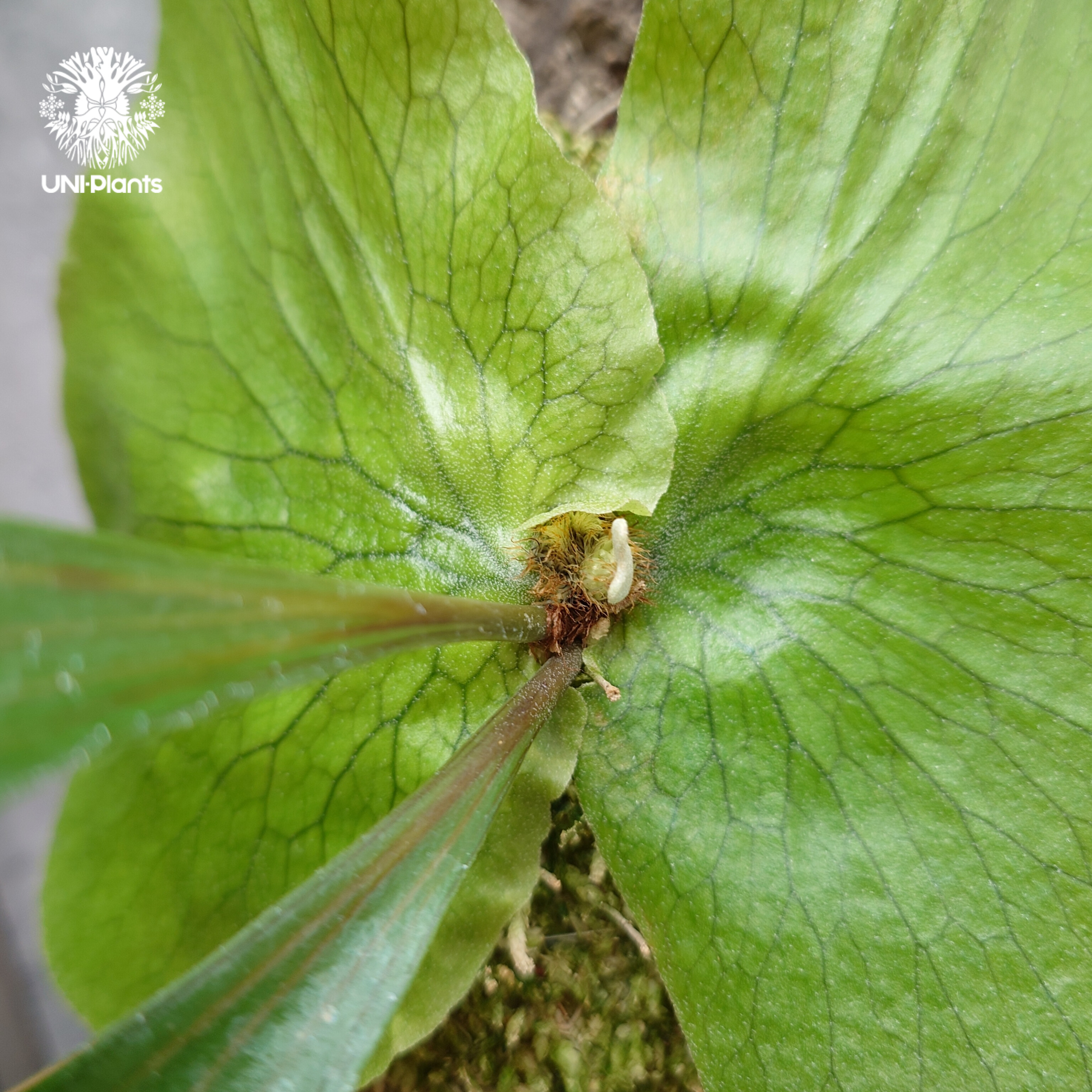 ビカクシダ ステマリア Platycerium stemaria ビカクシダ原種 シダ植物