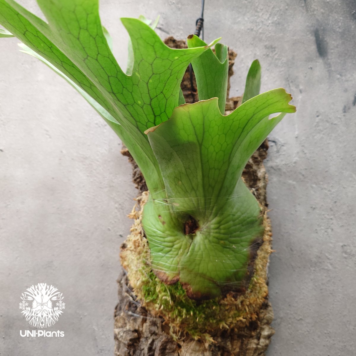 ビカクシダ　ホルタミー ビカクシダ ホルタミー Platycerium holttumii ビカクシダ原種