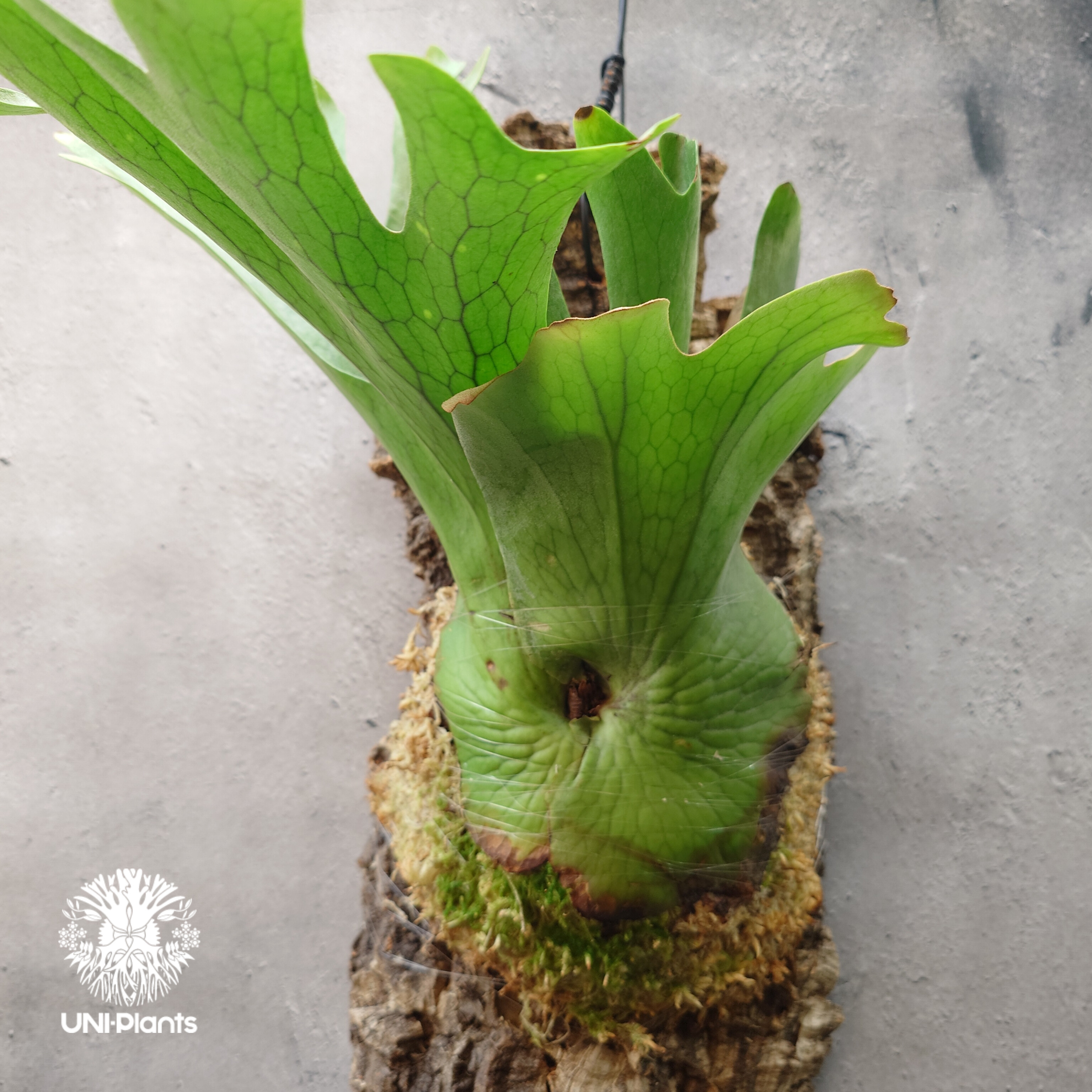 ビカクシダ ホルタミー Platycerium holttumii ビカクシダ原種 Plat
