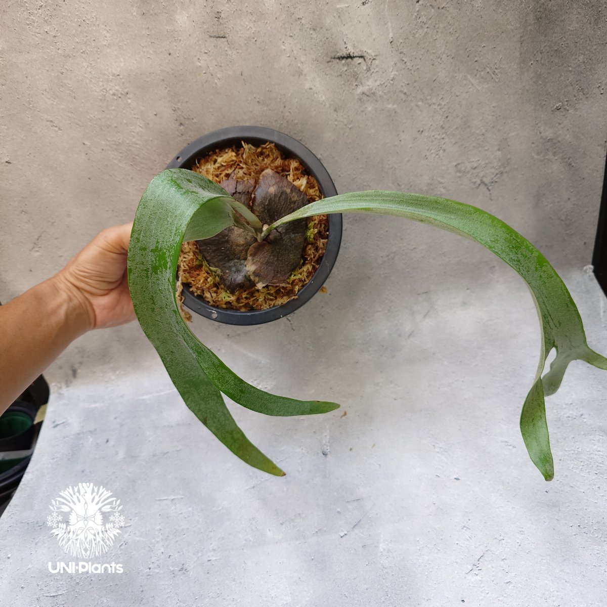 Platycerium Paul Vespa ビカクシダ ポールベスパ ビカクシダ