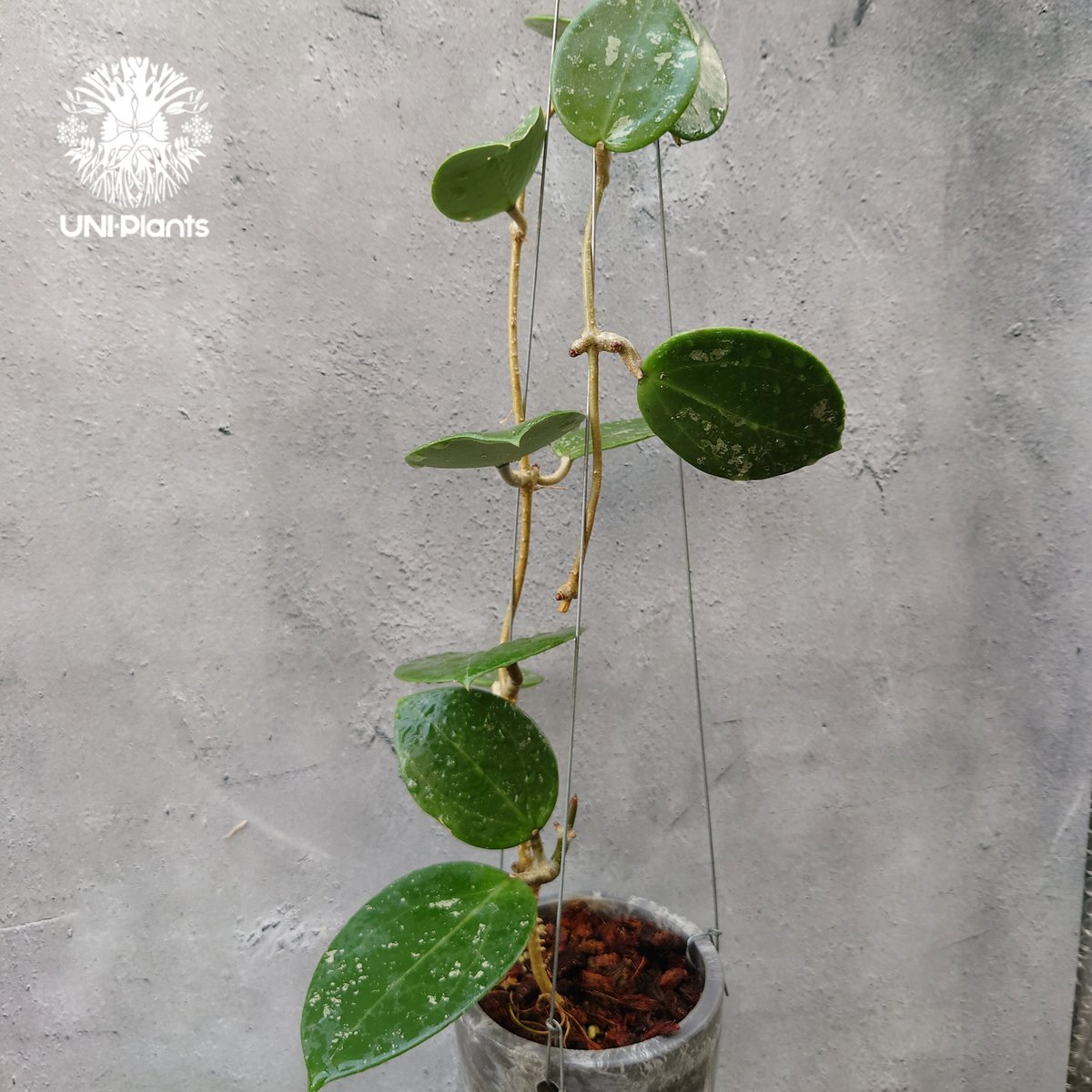 Hoya Parasitica Heart Leaves Splash ホヤ パラシティカ ハ