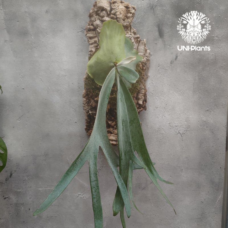 ビカクシダ ウィリンキーcv.インドネシア Platycerium willinckii cv