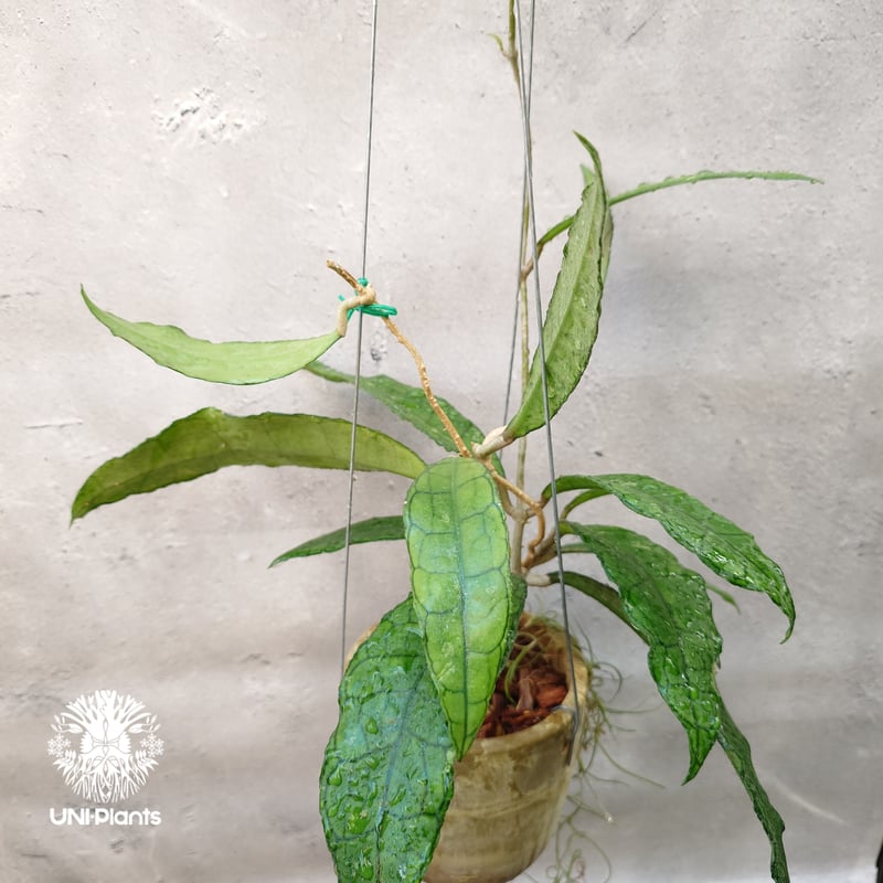 Hoya finlaysonii long leaves ホヤ フィンレイソニー ロングリーブ