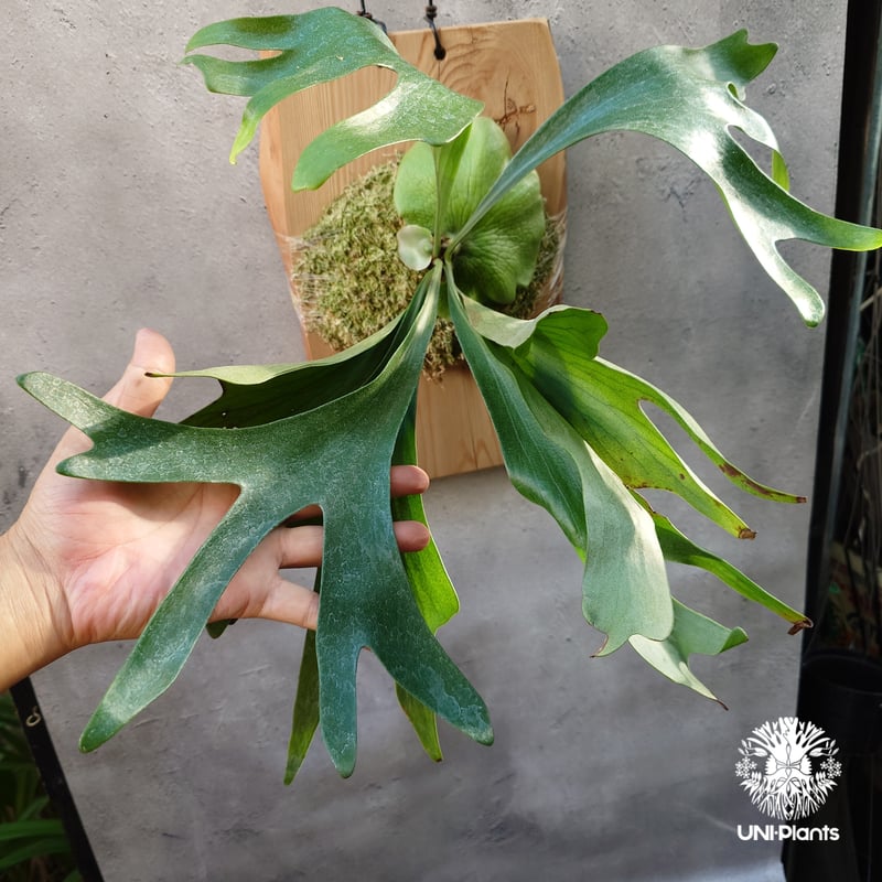 Platycerium Moose(P.hillii × P.alcicorne) ビカクシダ
