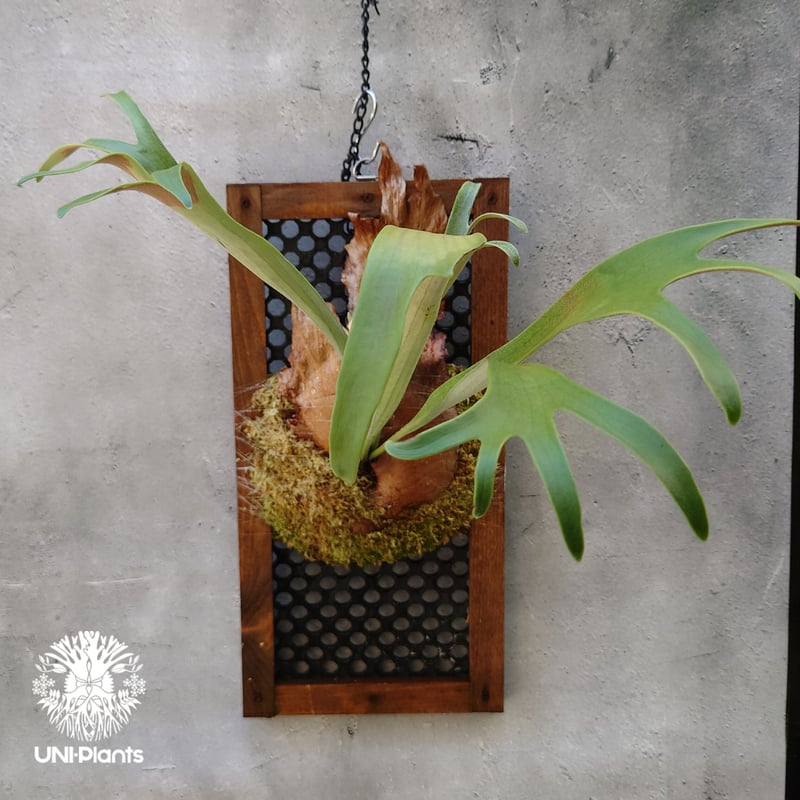 ビカクシダ 品種不明 Platycerium sp.コウモリラン ビカクシダ子株