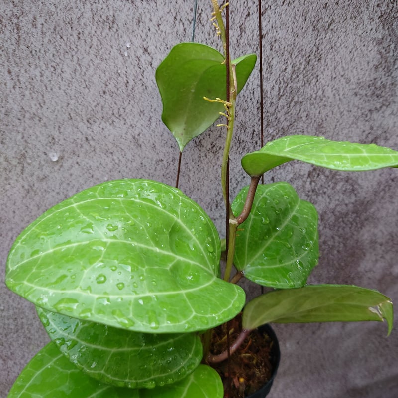 観葉ホヤ 珍種 Hoya sulawesi GPS 8867 サクララン 大苗 超希少種＊ホヤ＊