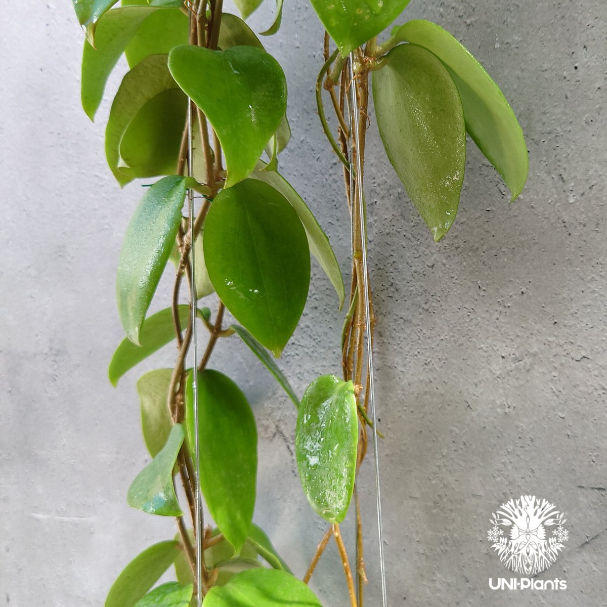 訳ありセール　レア　ホヤ　Hoya  cui silver サクララン ホヤ アルドリッチ Hoya aldrichii ホヤ植物 サクララン Hoyaplants