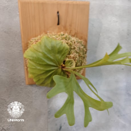 【国内繁殖株・一点物】Platycerium ridleyi | ビカクシダ リドレイ｜ビカクシダ原種｜Platycerium