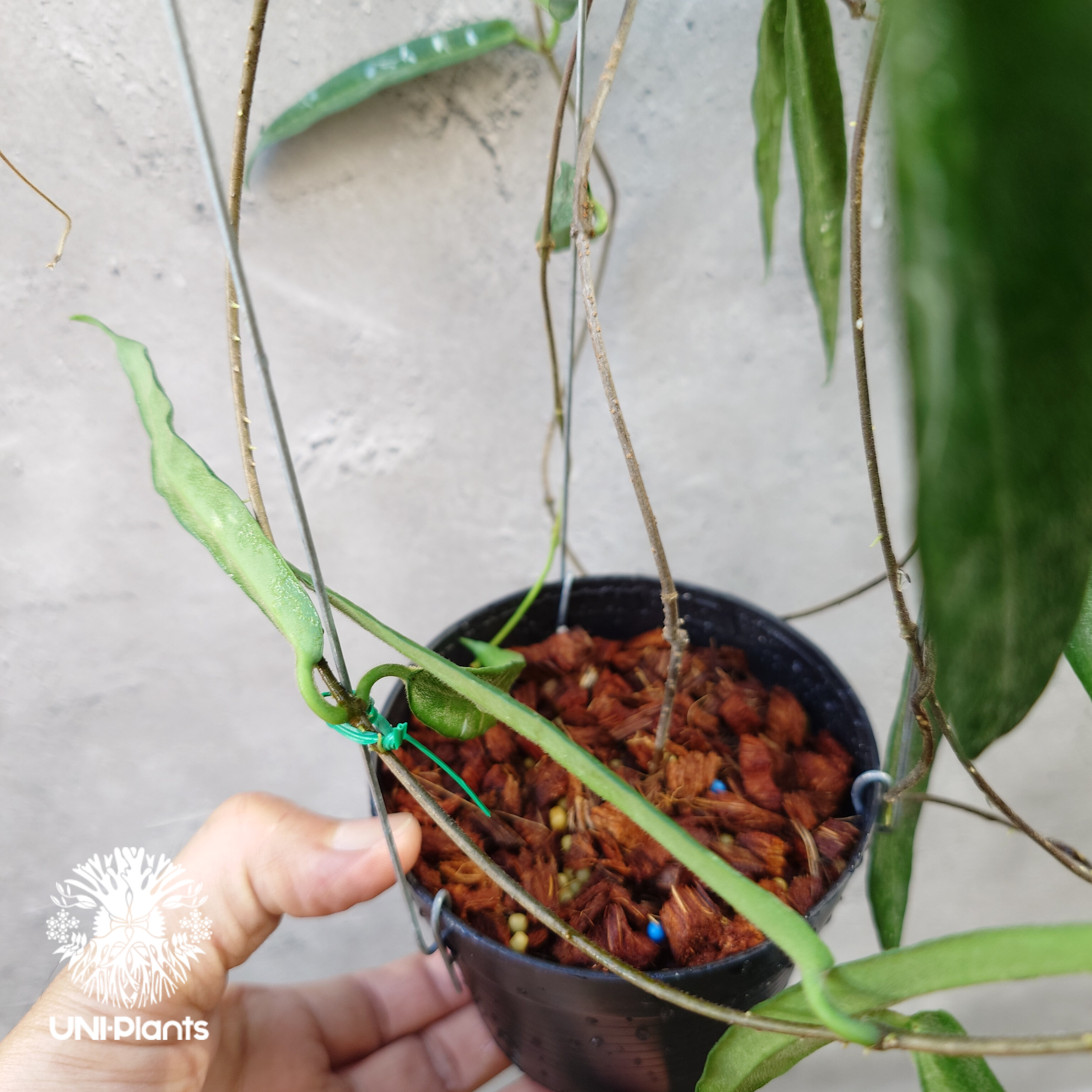Hoya Hypolasia ホヤ ヒポラシア ホヤ植物 ホヤの花 希少な植物 Hoyapla