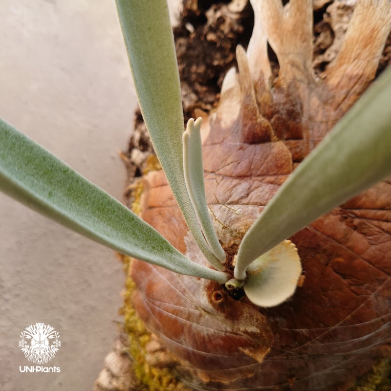ビカクシダ レモイネイ Platycerium veitchii 'Lemoine' コウモリ