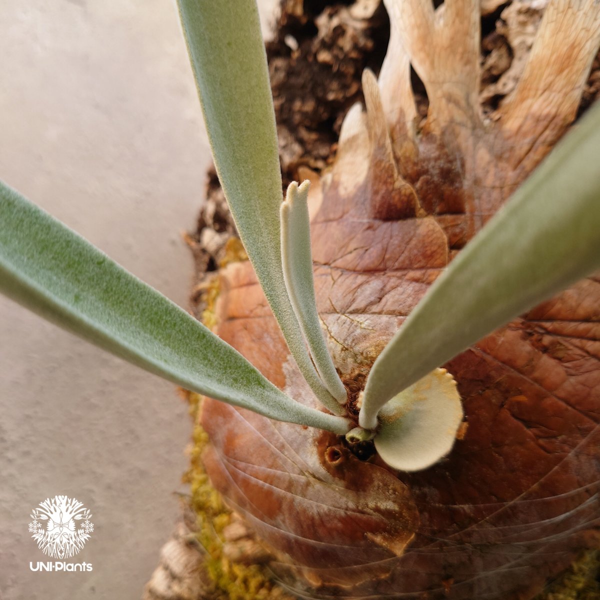 ビカクシダ レモイネイ Platycerium veitchii 'Lemoine' コウモリ ビカクシダ レモイネイ Platycerium veitchii 'Lemoine' コウモリ