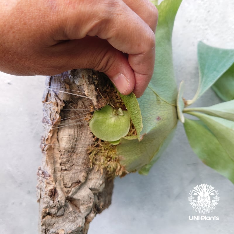 Platycerium hillii cv. Nampu ビカクシダ ヒリー cv. ナンプー