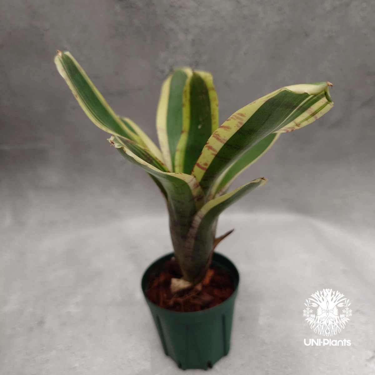 Neoregelia Hello Kitty ネオレゲリア ハローキティ Neoregelia