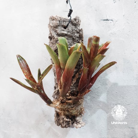 【タイ直輸入・一点物】Neoregelia  'Ruby Throat' | ネオレゲリア ルビースロート |Neoregelia｜着生アレンジ｜タンクブロメリア | Tank bromeliad