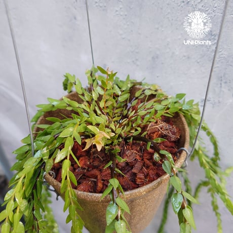 Huperzia spp. フペルジア  Phlegmariurus (フレグマリウルス) 観葉植物 珍奇植物 植物 着生植物 インテリア植物 珍しい シダ植物