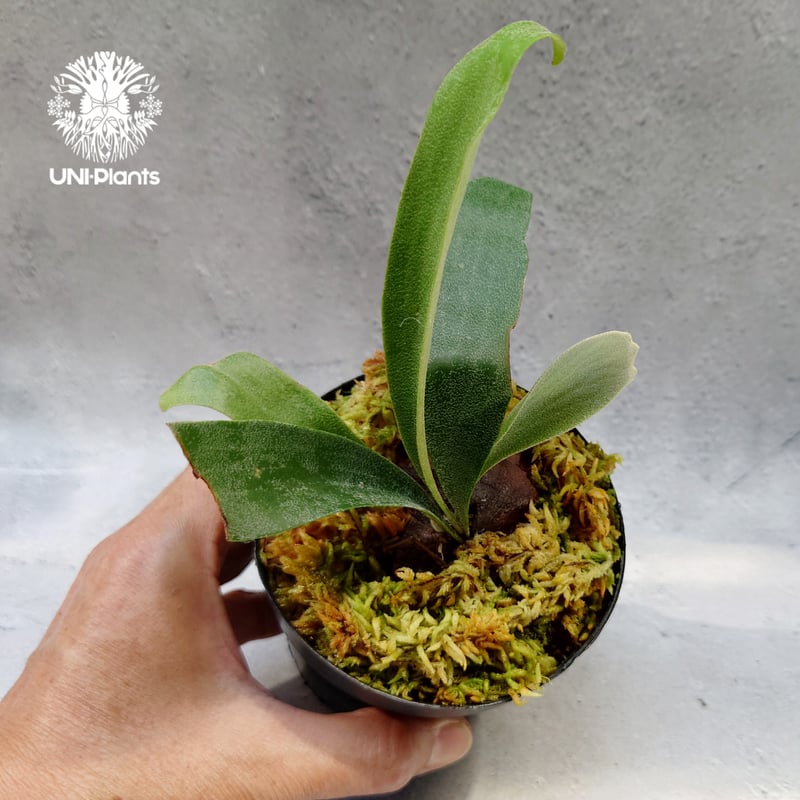 ビカクシダ P. Lemoinei no shield ビカクシダ P. Lemoinei no shield ビカクシダ P.'Nemo'(P