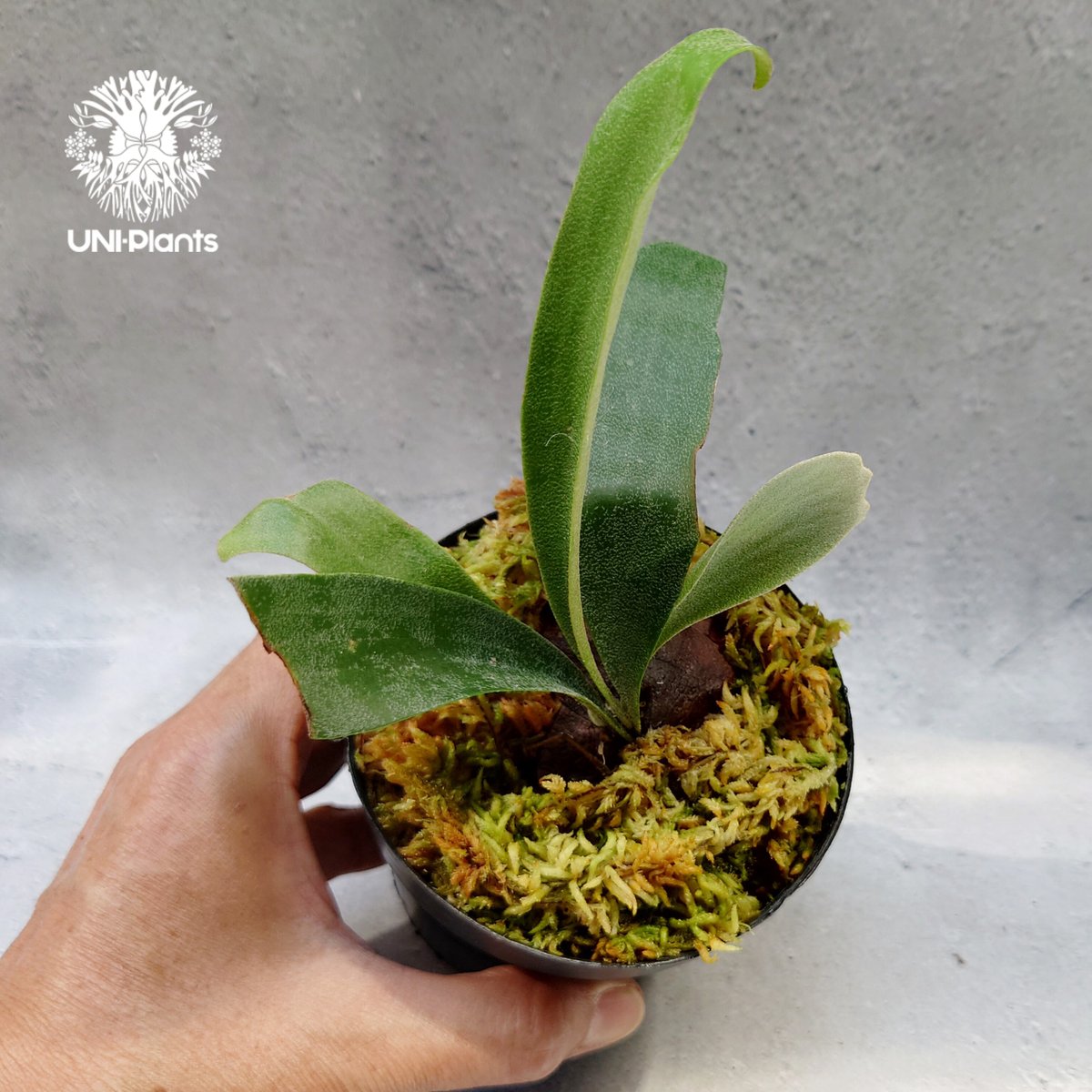Platycerium Summer Breeze (P.Lemoinei x P.Bicor