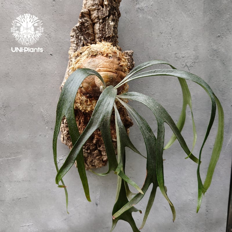 Platycerium sp.Mt.Lewis Thin & dwarf `Little ki