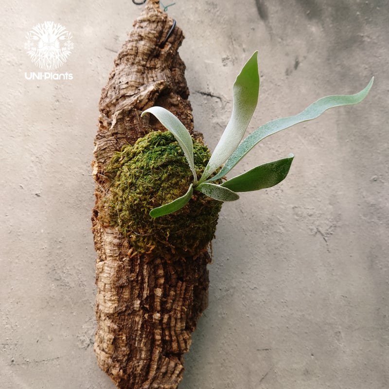 ビカクシダ ベイチー Patycerium veitchii コウモリラン ビカクシダ