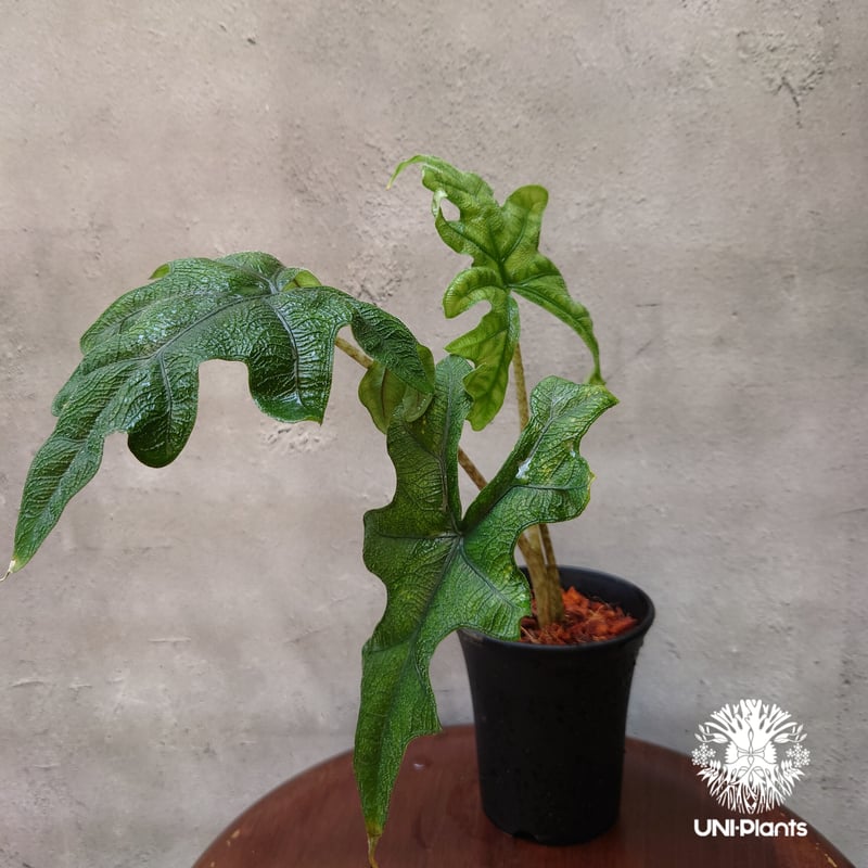 Alocasia jacklyn アロカシア ジャクリン アロカシアジャックリン 観葉