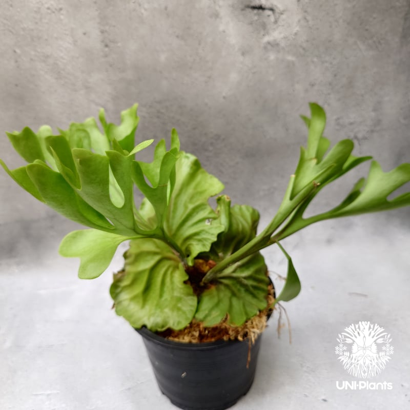 ビカクシダ リドレイ Platycerium Ridleyi コウモリラン ビカクシダ