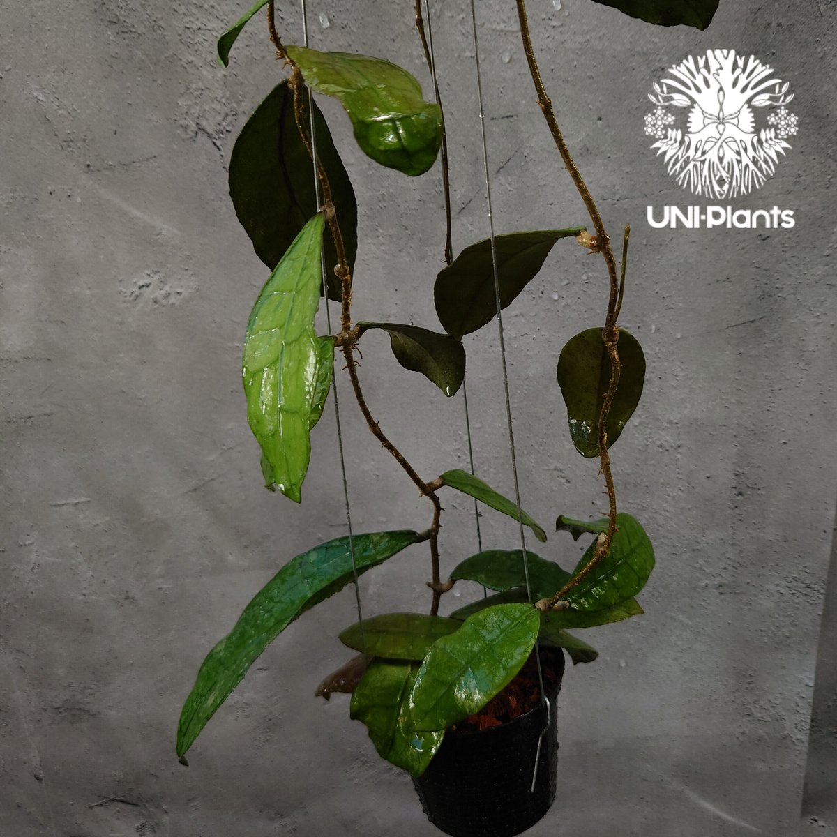 HOYA・ホヤ・Clandestina yellow・このまま発送 HOYA・ホヤ・Clandestina yellow・このまま発送 HOYA・ホヤ