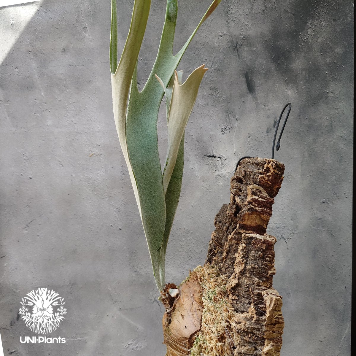 ビカクシダ ベイチー シルバーフロンド Patycerium veitchii cv