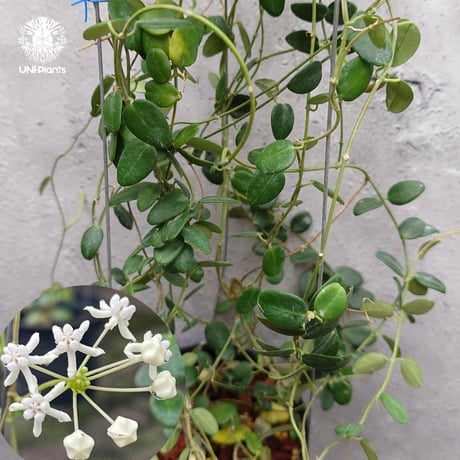 CATEGORY ホヤ植物 (Hoya) | UNI-Plants ビカクシダ、ホヤ植物、着生