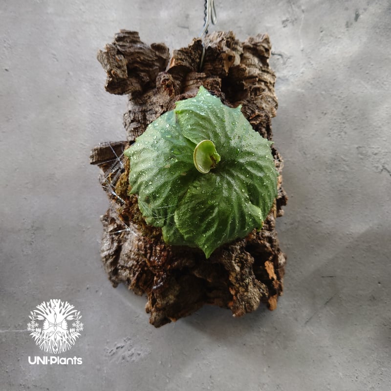 Platycerium Dawboy ビカクシダ ダウボーイ コウモリラン ビカクシダ