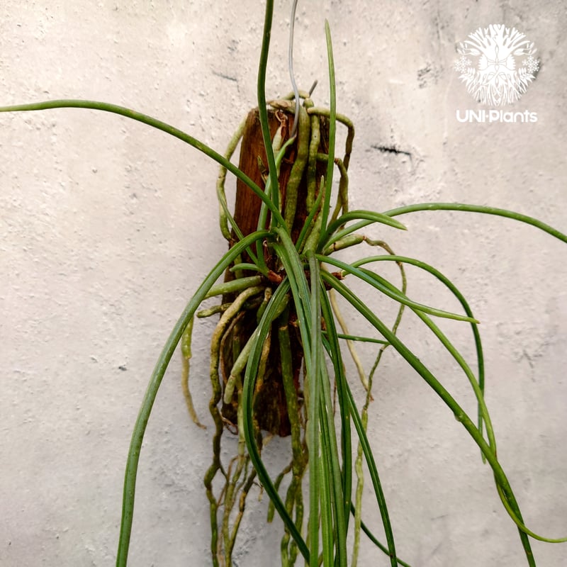 着生ラン　セイデンファデニア　ミトラタ　板付 セイデンファデニア ミトラタ ラン 板づけ ワイルド インテリア