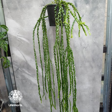 Huperzia spp. フペルジア  Phlegmariurus (フレグマリウルス) 観葉植物 珍奇植物 植物 着生植物 インテリア植物 珍しい シダ植物