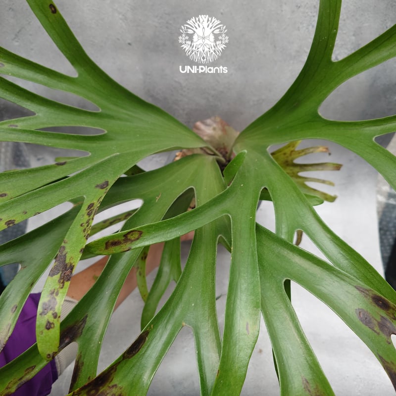 Platycerium alcicorne var.Madagascar ビカクシダ アルシコ