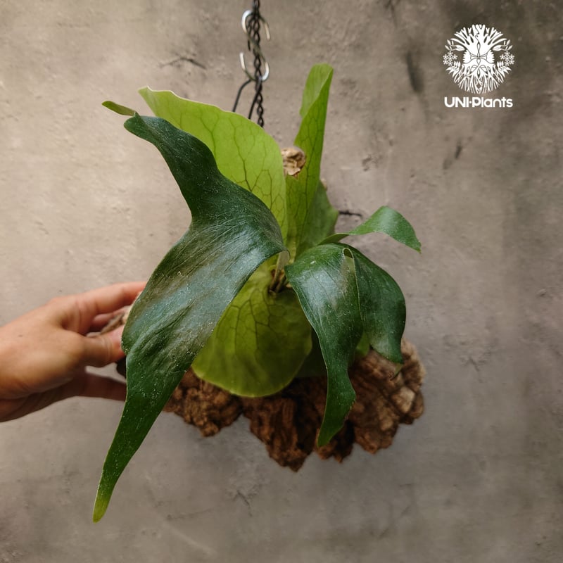 ビカクシダ ステマリア Platycerium stemaria コウモリラン ビカクシダ