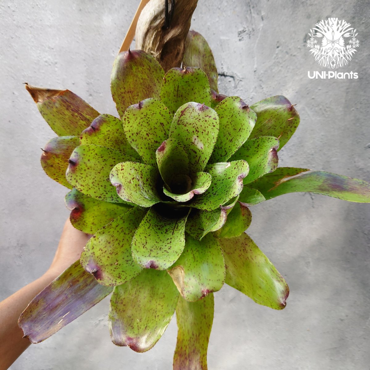 Neoregelia Shamrock ネオレゲリア シャムロック Neoregelia